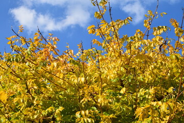Le buisson et son feuillage jaune &agrave; l'automne