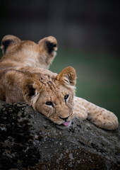 Young Lion Cubs Resting Together