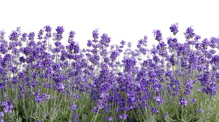 Obraz premium lavender flowers in the garden