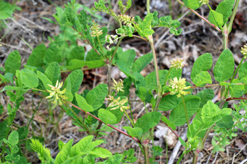 Astragalus (Astragalus glycyphyllos) grows in nature