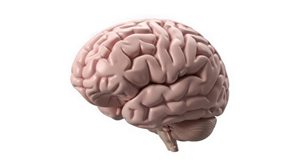 Human brain model anatomical representation isolated on white background educatio