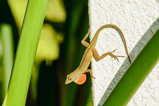 top view, medium distance of, a Brown Anoles lizard, climbing down white, concrete pillar,  in early morning sunlight - Powered by Adobe