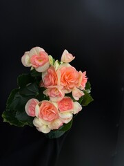 Pink blooming begonia plant on black