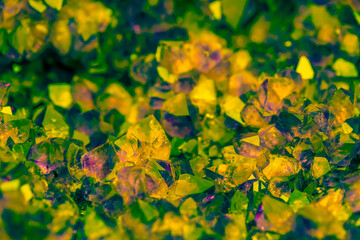 Multi-colored crystal mineral stone. Gems. Mineral crystals in the natural environment. Texture of...