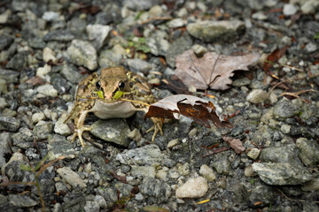Frog, Southern Leopard (Lithobates sphenocephalus) holding an autumn leaf in its mouth.