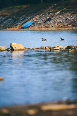 Two ducks swim calmly on a serene lake in India, featuring foreground rocks and a blue boat resting on the distant, dry shoreline.
