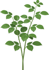 Rose Plant Without Flower