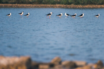 A flock of black-winged stilts wades in shallow blue water with a blurred shoreline, captured outdoors in India.