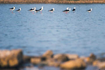 A group of black-winged stilts, with their distinct black and white plumage and long pink legs, wades in a serene blue lake in India.