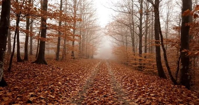Atmospheric nature. A narrow, leaf-strewn dirt path leading into a dense autumn forest, disappearing into thick, ethereal morning fog.