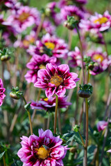 dahlia Liquid Desire with red-pink flower leaves and an orange-brown heart