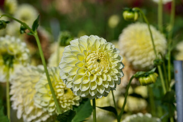 dahlia Banana Baby in the sun