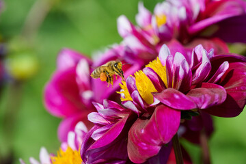 flying bee with nectar on its legs above a red-pink dahlia flower with a yellow heart
