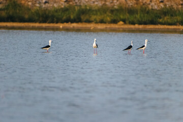 Four Black-winged Stilts wade in tranquil shallow water in India. This serene wildlife scene showcases the birds against a soft, blurred natural habitat background.
