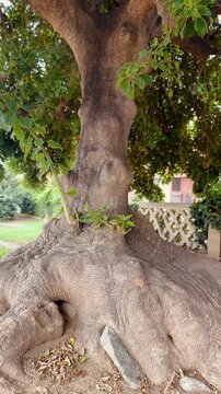 Large Omb&uacute; Tree Trunk in Natural Outdoor Setting &ndash; Close-up Nature Photography.