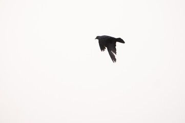 A dark bird in full flight, captured as a striking silhouette against a bright white sky, in Dandeli, India.