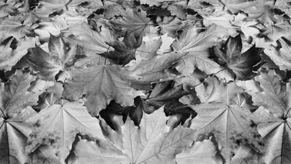 A layer of fallen maple leaves
