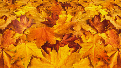 A layer of fallen maple leaves