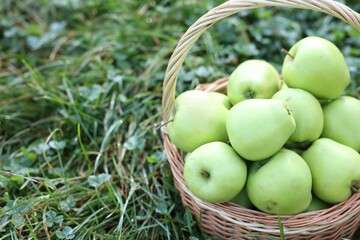 Ripe apples in wicker basket on green grass outdoors, closeup. Space for text
