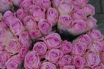 Les bouquets de roses, roses