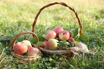 Ripe apples in wicker baskets on green grass outdoors