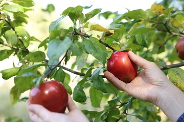Woman picking ripe apples from tree in garden, closeup