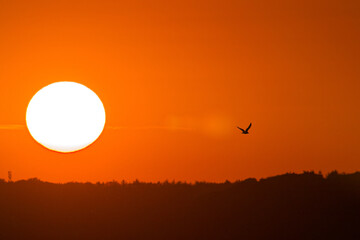 Bright sunset sun and solitary bird crossing warm evening sky in Solituede Flensburg