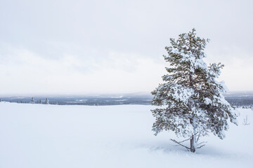 Winter landscape in Pallas Yllastunturi National Park, Lapland, Finland