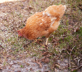 Light brown hen feeding on some rolled oats in the backyard!