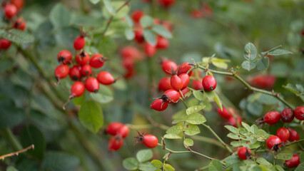 Red rose hips on green branches in autumn garden