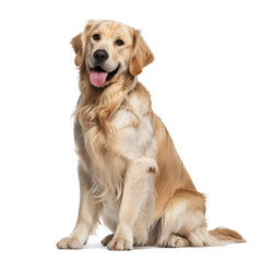 Obraz premium Golden Retriever Dog Sitting Isolated on White Background Smiling Pet Friendly
