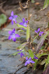 Campanula patula is a herbaceous plant with violet-blue flowers and widely spaced pointed petals Flora nature