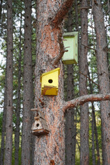 Three multi-colored birdhouses on the trunk of a pine tree forest needles birdhouses nature