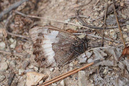 The Beech Marigold Hipparchus marigold is a brown butterfly sitting on the ground