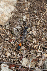 Ammophila is a sandy wasp species macro nature flora and fauna