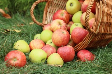 Fresh ripe apples in wicker basket and fallen leaves on green grass outdoors, closeup