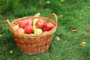 Fresh ripe apples in wicker basket and fallen leaves on green grass outdoors, space for text