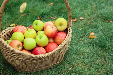 Fresh ripe apples in wicker basket and fallen leaves on green grass outdoors, space for text