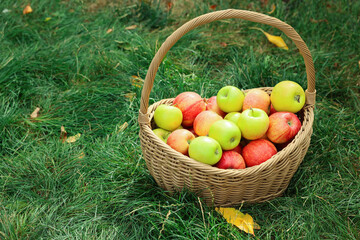 Fresh ripe apples in wicker basket and fallen leaves on green grass outdoors, space for text