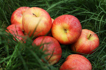 Fresh ripe apples on green grass outdoors, closeup