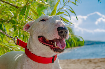 Close-up portrait of a Miniature Bull Terrier's head on the beach. Intense gaze. Red collar. Background of sand, greenery, and water.