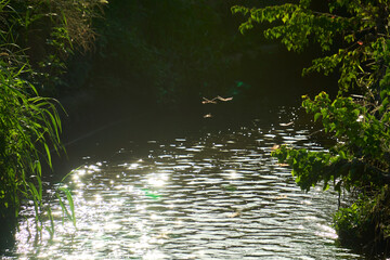 きらきら光る用水路の上を飛ぶ赤とんぼ。秋らしいのどかな日本の田園風景