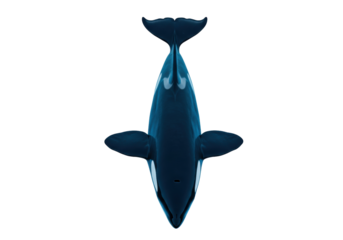 Orca whale PNG isolated on transparent background, killer whale top view for marine life and ocean conservation