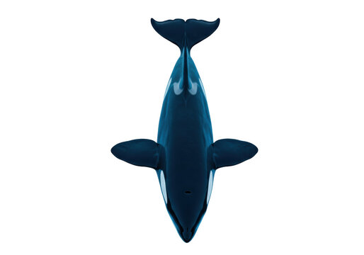 Orca whale PNG isolated on transparent background, killer whale top view for marine life and ocean conservation