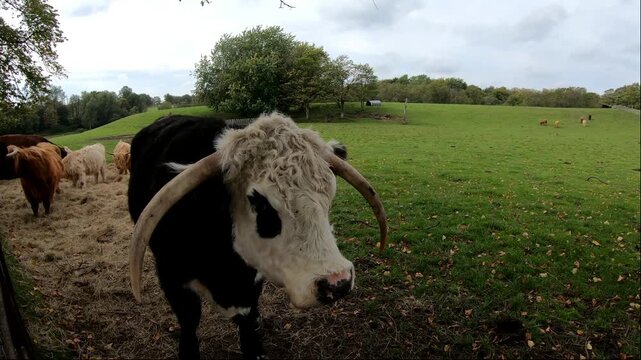 Highland cow in Heaton Park