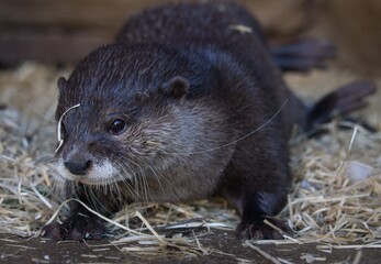 Asian small-clawed otter