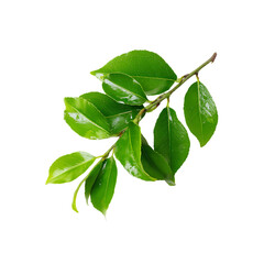Obraz premium Fresh green leaves on a branch Isolated on Transparent Background