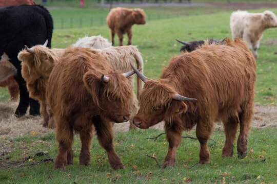 Close up of two highland cows