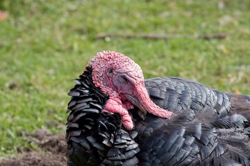 Turkey sleeping on a farm