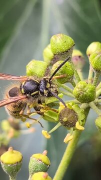 Wespe auf EfeuFr&uuml;chten